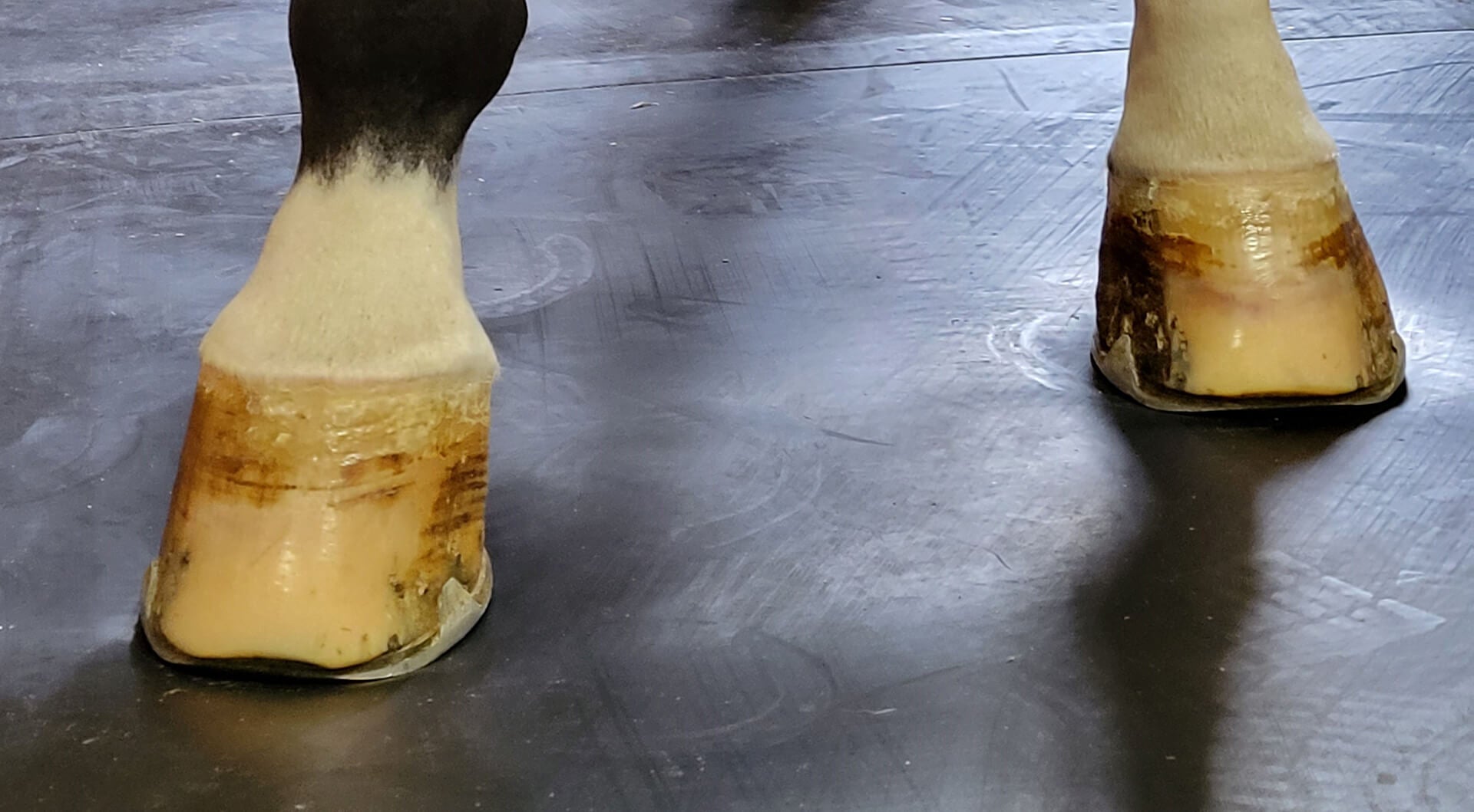Horse hooves, standing on comfortable horse stall flooring, ideal solution for horse stall flooring