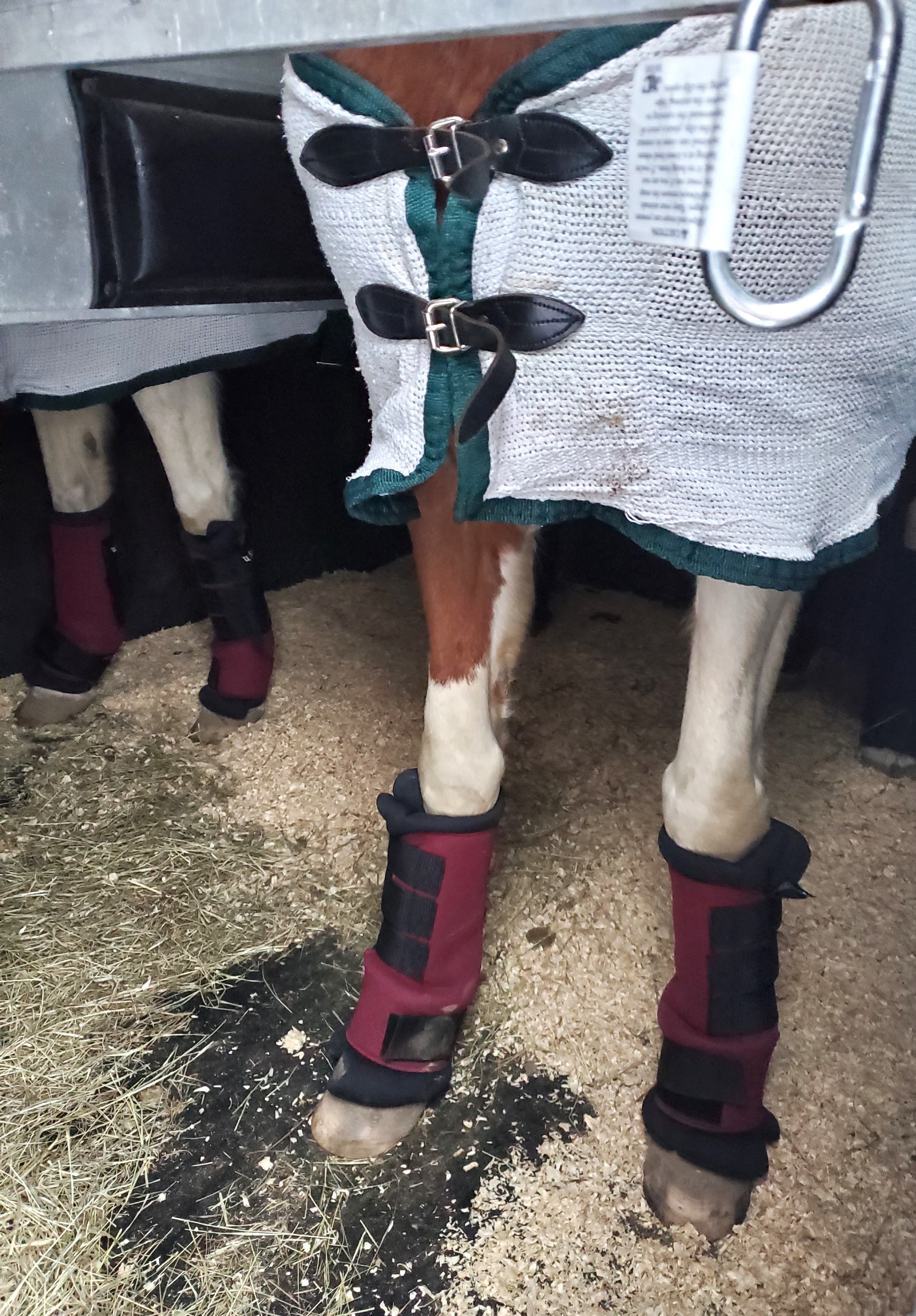 Horses standing in trailer on new padding with hay, an ideal solution for comfortable transport
