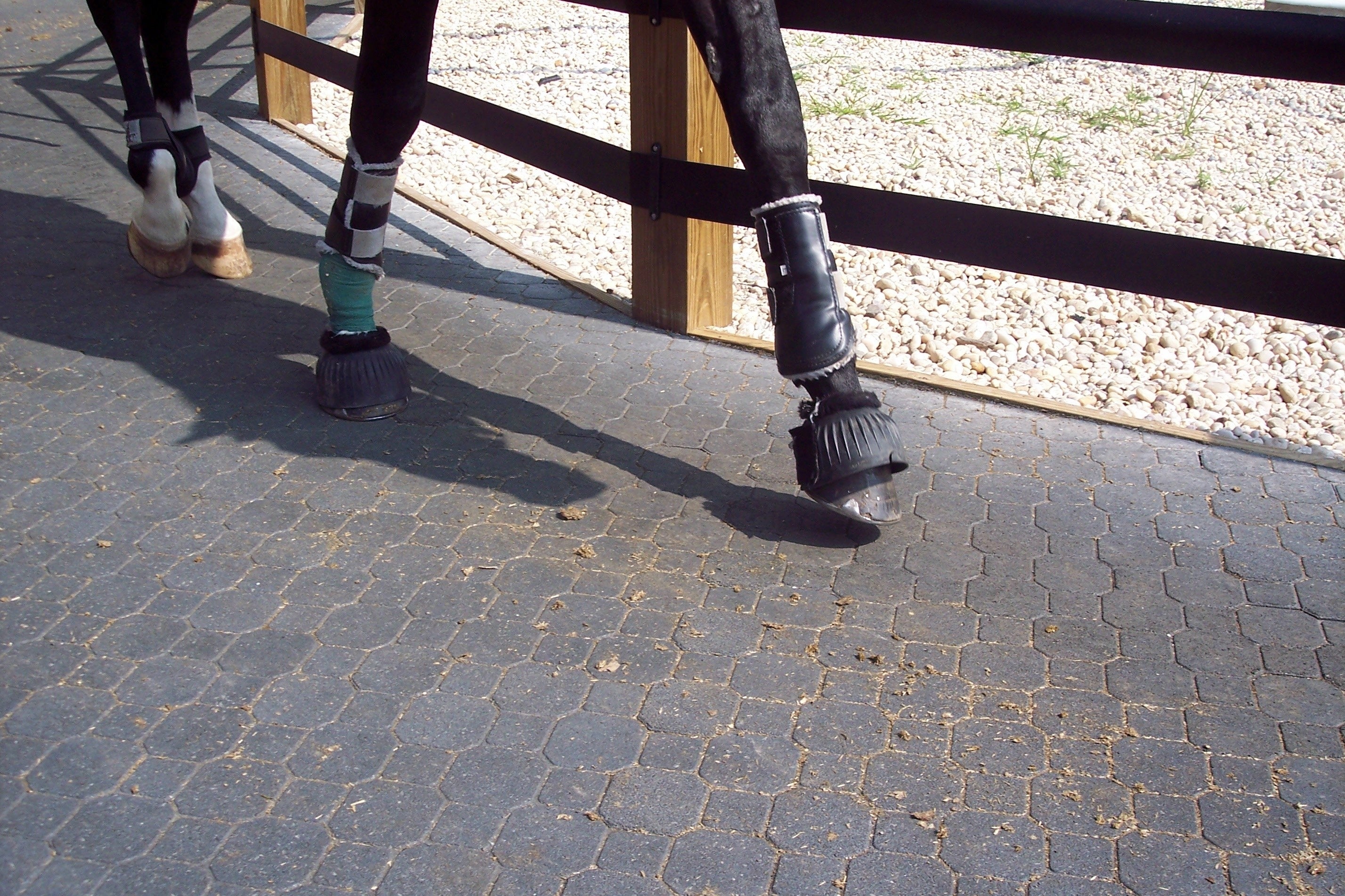 Horse walking on rubber interlock flooring, an idea for a horse flooring solution
