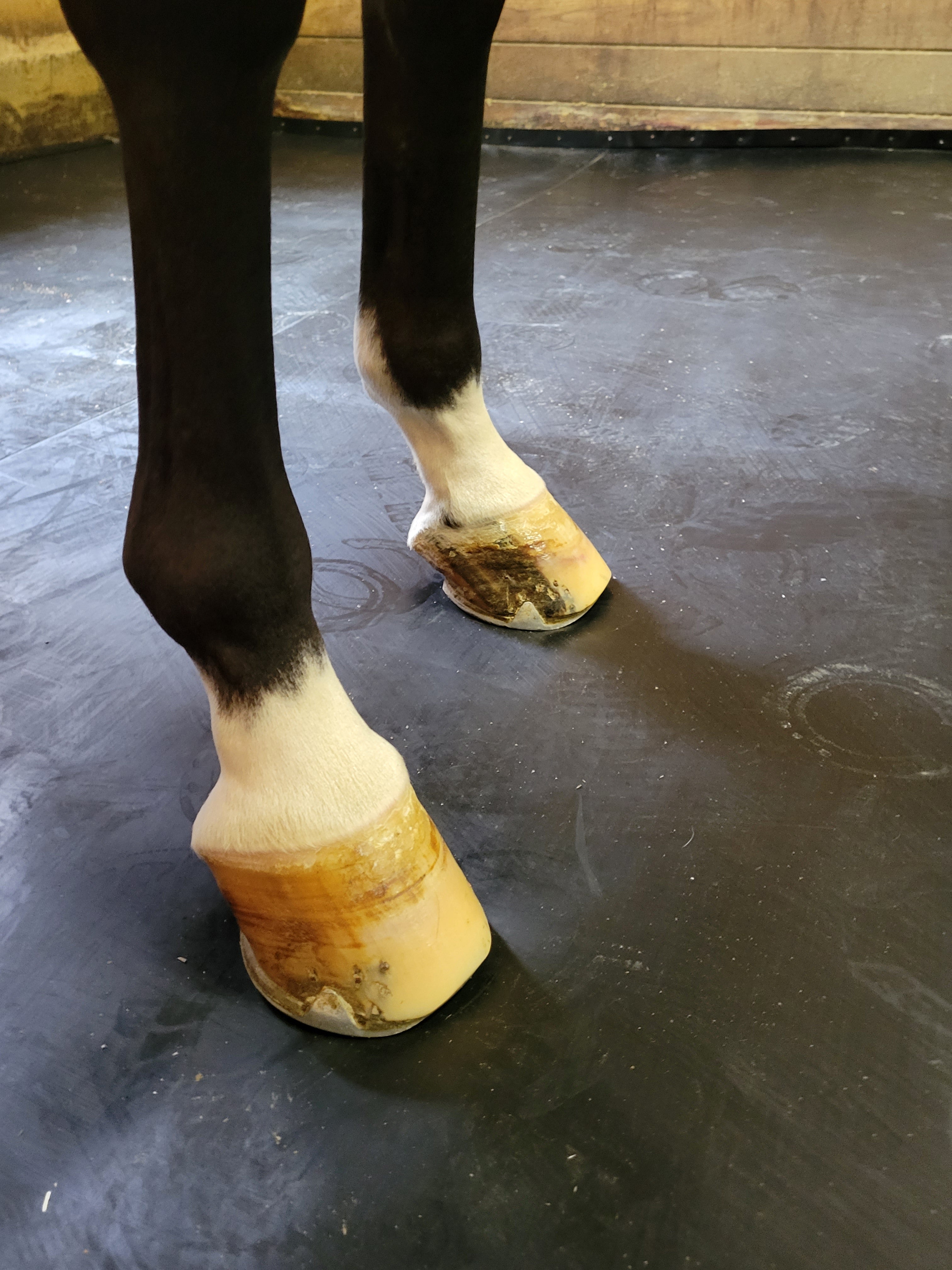 Horse hooves, standing on comfortable horse stall flooring, ideal solution for horse stall flooring