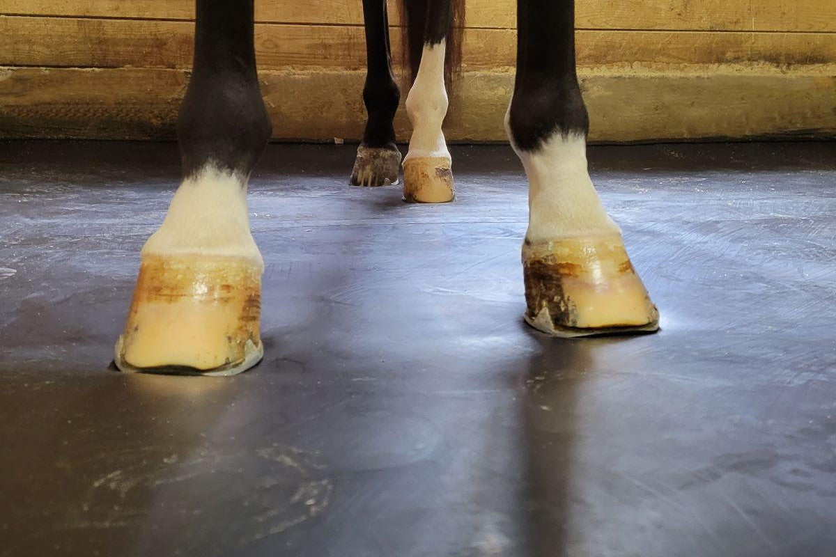 Horse hooves, standing on comfortable horse stall flooring